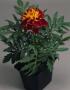 Seminte profesionale Tagetes patula - Craite pitice - imagine 48889
